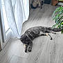 cat, cozy, curtain, daylight, domestic_animal, feline, floor, gray_cat, green_plant, home, indoor, living_room, pet, plant, relaxing, resting, sunlight, white_curtain, window, wooden_floor