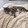 cat, gray_cat, fluffy_cat, indoor, blanket, soft_texture, relaxed, resting, pet, feline, floor_tiles, scratching_post, cozy, mammal, animal, whiskers, ears, paws, fur, laying_down