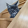 Aaron a rejoint le concours — aidez-le/la à gagner de superbes lots ! cat, gray_cat, staircase, wooden_stairs, indoor, pet, feline, curious, animal, whiskers, ears, fur, close_up, looking_down, house, cozy, domestic, young_cat, portrait, quiet