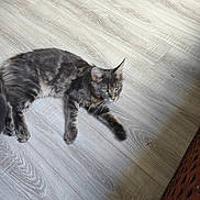 Aaron a rejoint le concours — aidez-le/la à gagner de superbes lots ! cat, gray_tabby, floor, wooden_floor, indoor, pet, animal, feline, relaxed, lying_down, whiskers, ears, tail, paw, basket, texture, light, shadow, domestic, home