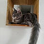 animal, cat, curious, domestic_cat, ears, feline, fluffy_tail, fur, gray_cat, household, indoor, long_tail, pet, quiet, relaxed, resting, side_view, wall, whiskers, wooden_box