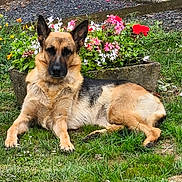 Prisca participe au concours pour gagner de l'argent avec cette photo : dog, german_shepherd, grass, flower_bed, flowers, outdoor, pet, canine, nature, garden, animal, relaxing, lying_down, greenery, summer, ears, fur, muzzle, daylight, grass_field