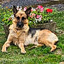 dog, german_shepherd, grass, flower_bed, flowers, outdoor, pet, canine, nature, garden, animal, relaxing, lying_down, greenery, summer, ears, fur, muzzle, daylight, grass_field