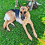 Prisca participe au concours pour gagner de l'argent avec cette photo : animal, cat, clover, daylight, dog, domestic_animal, fur, german_shepherd, grass, greenery, mammal, nature, outdoor, pet, playful, relaxing, resting, summer, sunlight, wooden_stool