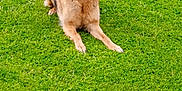 Prisca participe au concours pour gagner de l'argent avec cette photo : alert, animal, canine, collar, daylight, dog, domestic_animal, ears, fur, german_shepherd, grass, greenery, guarding, lying_down, mammal, nature, outdoor, park, pet, side_view