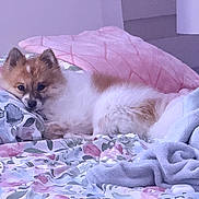 Perla joined the competition — help win amazing prizes! dog, bed, blanket, pillow, fluffy, resting, indoor, cozy, pastel_colors, sleepy, pet, cute, fur, canine, comfort, home, relaxation, animal, laying, domestic