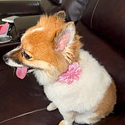 Perl joined the competition — help win amazing prizes! dog, pet, fluffy, brown, white, pink_flower, collar, leather_couch, tongue_out, side_view, indoor, cute, small_dog, domestic_animal, furry, sitting, animal, companion, household, adorable