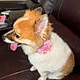 dog, pet, fluffy, brown, white, pink_flower, collar, leather_couch, tongue_out, side_view, indoor, cute, small_dog, domestic_animal, furry, sitting, animal, companion, household, adorable