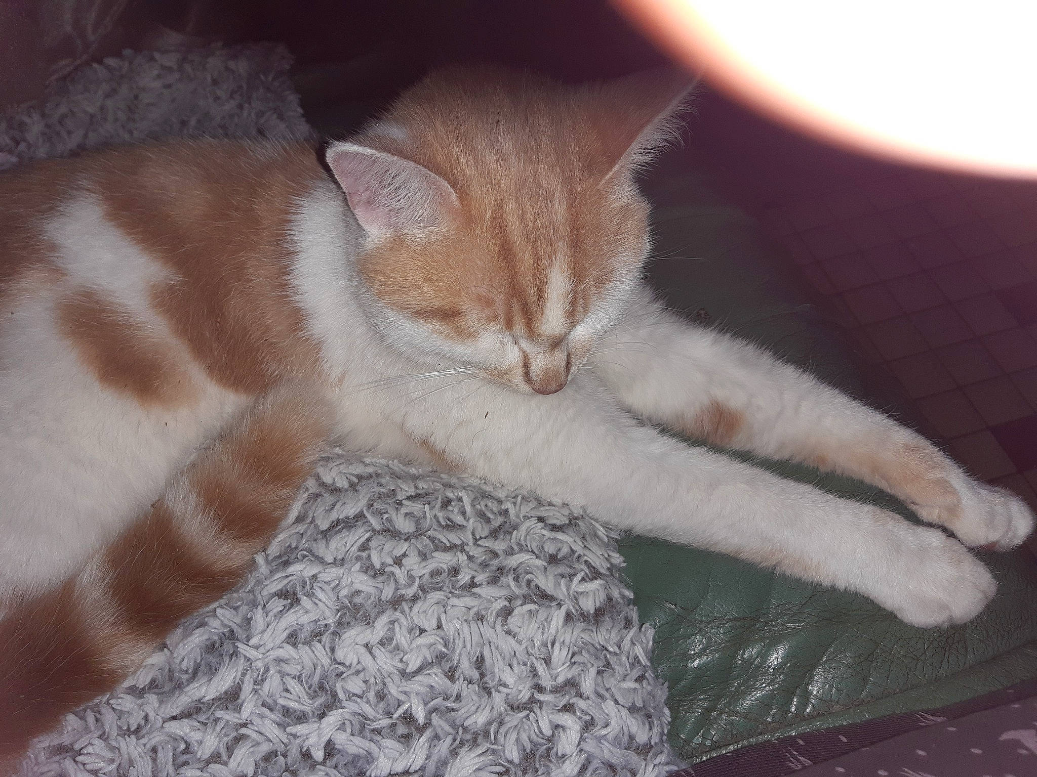 Mimi a rejoint le concours — aidez-le/la à gagner de superbes lots ! aegean_cat, asian, carnivore, cat, domestic_short_haired_cat, european_shorthair, fawn, felidae, fur, german_rex, kitten, leg, mammal, nap, paw, polydactyl_cat, small_to_medium_sized_cats, tabby_cat, tail, whiskers