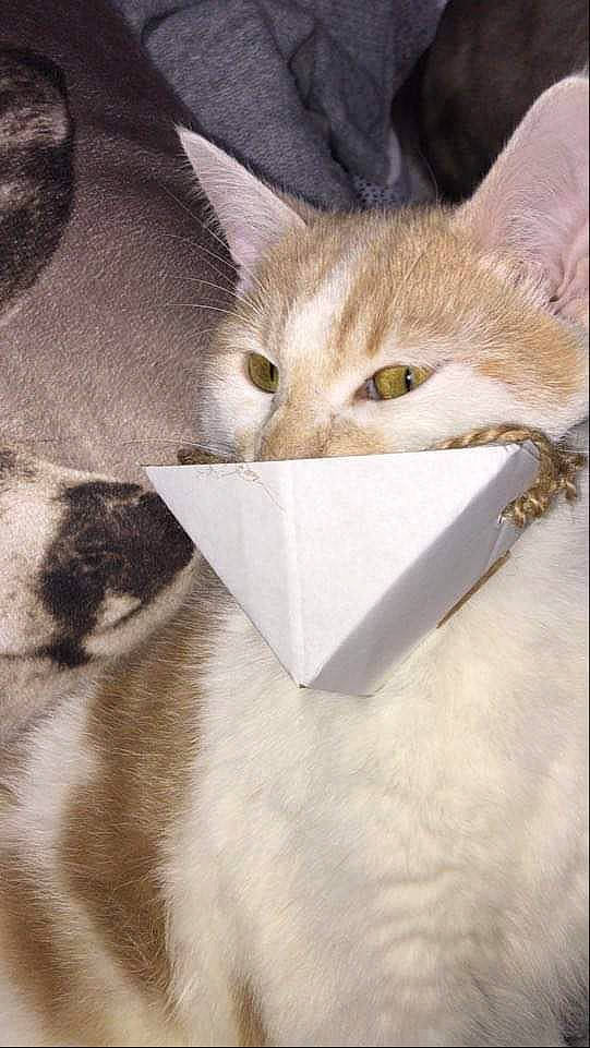 Mimi participe au concours pour gagner de l'argent avec cette photo : burmilla, carnivore, cat, collar, domestic_short_haired_cat, fawn, felidae, fur, kitten, singapura, small_to_medium_sized_cats, whiskers, white