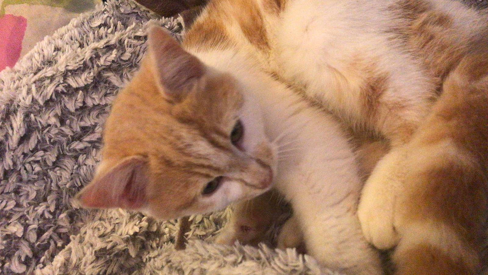 Mimi participe au concours pour gagner de l'argent avec cette photo : aegean_cat, arabian_mau, carnivore, cat, claw, domestic_short_haired_cat, european_shorthair, fawn, felidae, fur, hug, kitten, nap, paw, polydactyl_cat, sleep, small_to_medium_sized_cats, snout, tabby_cat, whiskers