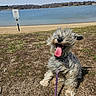 dog, happy, tongue_out, leash, grass, lake, sky, sign, outdoor, sunny, ears_flapping, scruffy, pet, playful, nature, water, sand, daytime, animal, canine