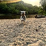 Koji is registered to the contest to win money with this photo: dog, beach, sand, ball, running, sunlight, sunset, river, trees, forest, outdoor, nature, playful, pet, animal, daylight, sunbeam, landscape, water, recreation