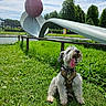 Koji joined the competition — help win amazing prizes! dog, grass, outdoor, sculpture, cherry, blue_sky, clouds, harness, greenery, park, sunny, panting, animal, happy, nature, metal, art, daytime, canine, tongue_out