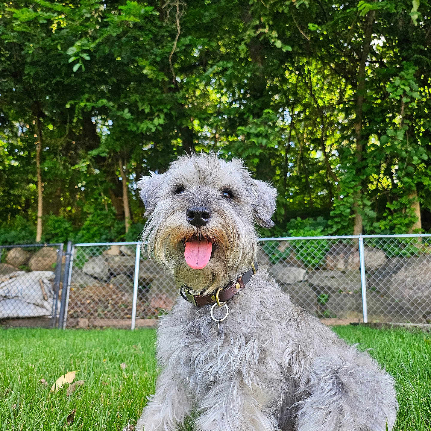 Koji joined the competition — help win amazing prizes! dog, canine, pet, grass, outdoor, nature, happy, tongue_out, fur, collar, scruffy, greenery, trees, fence, playful, animal, sitting, sunlight, summer, smiling