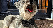 Koji joined the competition — help win amazing prizes! dog, bow_tie, carpet, indoor, living_room, sunlight, furniture, wooden_chair, curtains, pet, tongue_out, fluffy, white_dog, relaxed, home, cozy, floor, smiling, cute, animal