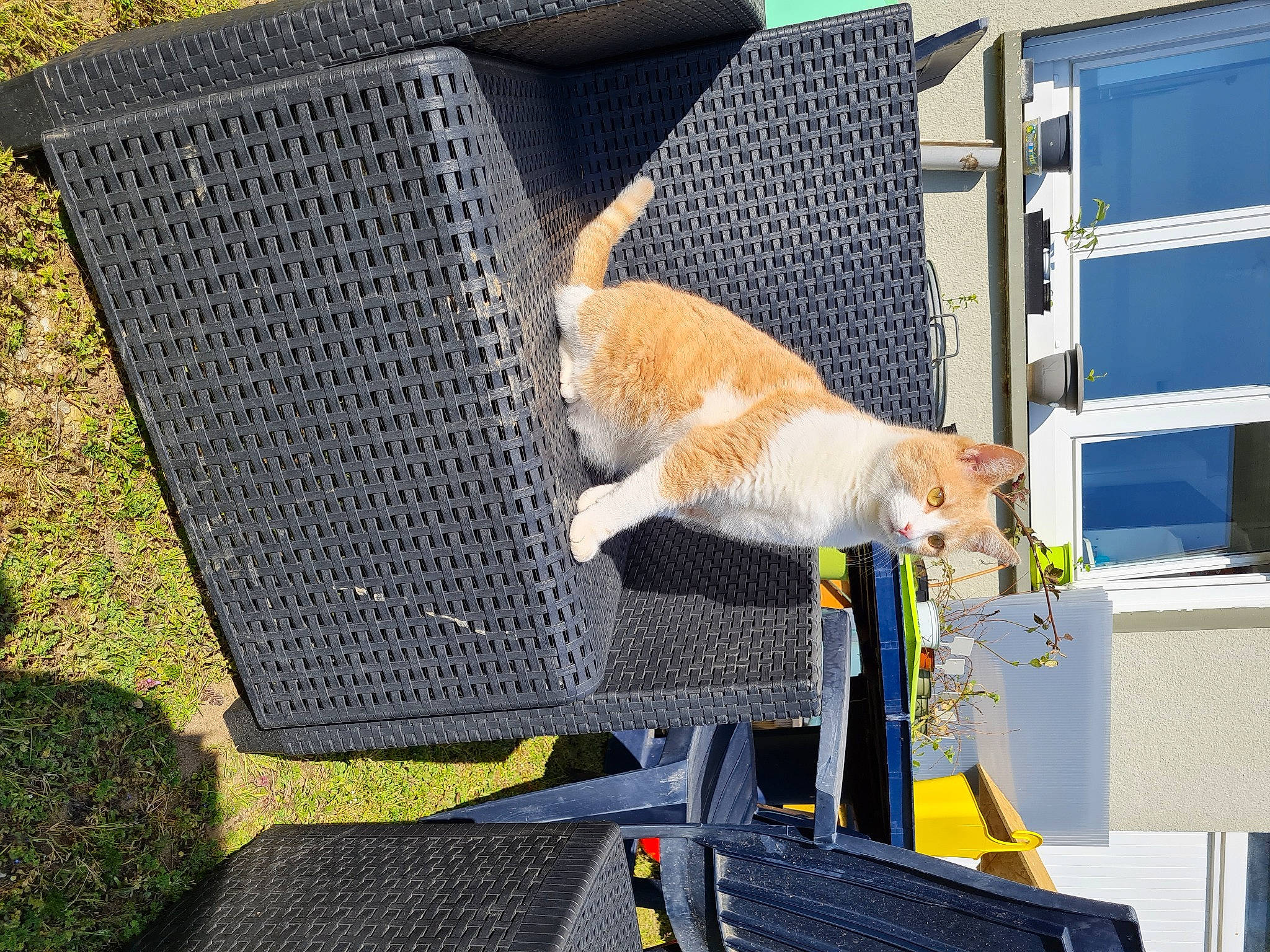 Oreo participe au concours pour gagner de l'argent avec cette photo : bench, carnivore, cat, chair, comfort, domestic_short_haired_cat, door, fawn, felidae, fur, grass, outdoor_bench, outdoor_furniture, plant, sitting, small_to_medium_sized_cats, tail, whiskers, wood, yellow