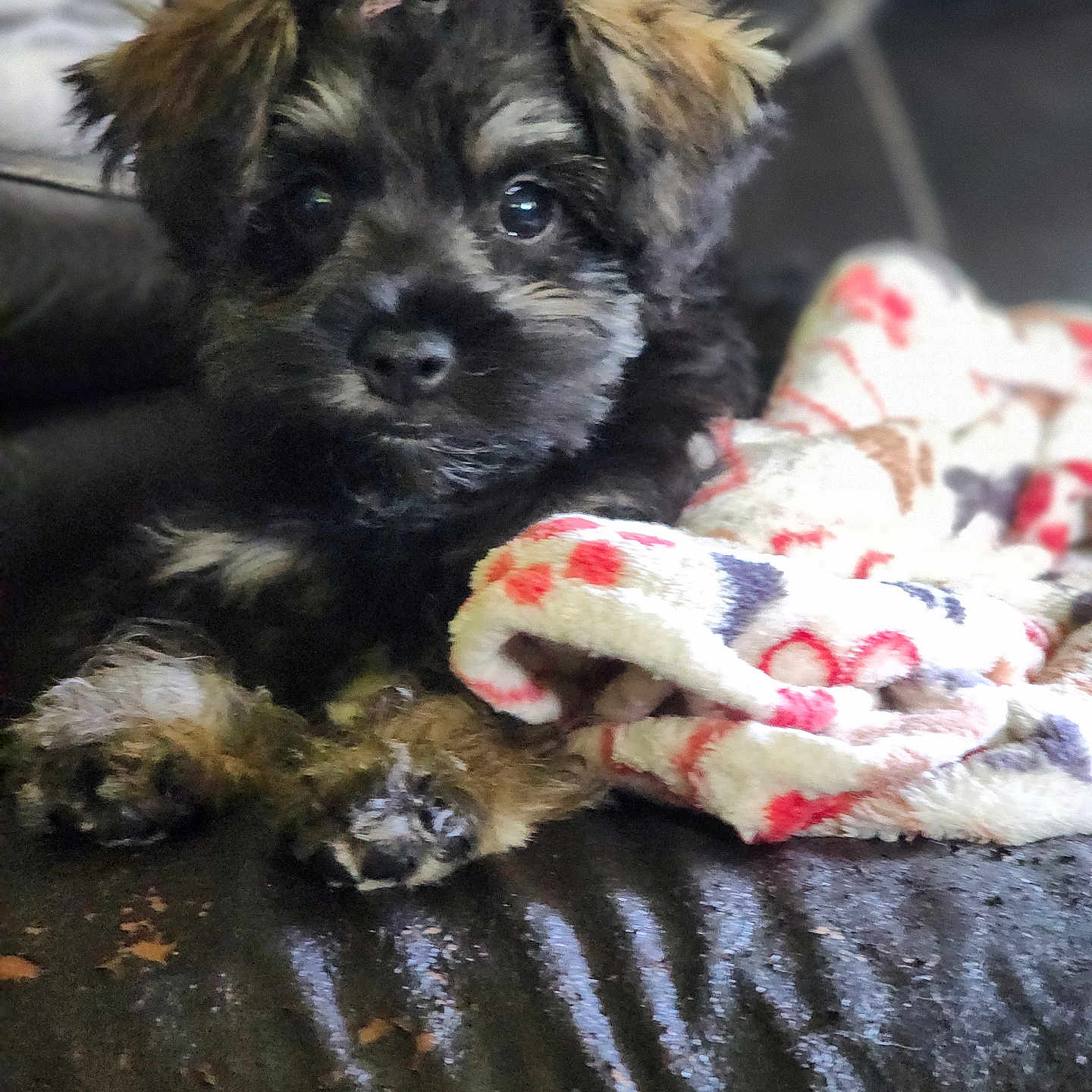 Chewy joined the competition — help win amazing prizes! affenpinscher, animal, blanket, canine, cat, cockerspaniel, couch, dog, furniture, papillon, pet, poodle, puppy, terrier, towel