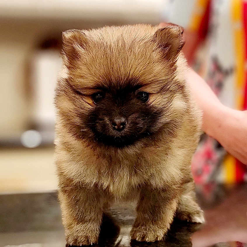 Gizmo joined the competition — help win amazing prizes! adorable, animal, brown, closeup, companion, countertop, cute, dog, domestic, fluffy, friendly, furry, indoor, mammal, pet, portrait, puppy, small, standing, young