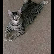 Charlie is registered to the contest to win money with this photo: alert, animal, carpet, cat, cute, domestic_cat, ears, feline, fur, home, indoor, laying_down, looking_at_camera, paws, pet, relaxed, striped, tabby, whiskers, young_cat