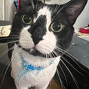 Theo joined the competition — help win amazing prizes! cat, black_and_white, close_up, whiskers, green_eyes, collar, indoor, lamp, furniture, curious, pet, domestic_cat, face, portrait, sitting, household, cozy, fur, animal, cute