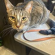 Atlas is registered to the contest to win money with this photo: cat, tabby_cat, yellow_eyes, whiskers, kitchen, countertop, brown_strap, indoor, pet, feline, fur, curious, animal, close_up, domestic_cat, looking_at_camera, ears, tail, floor, cabinet