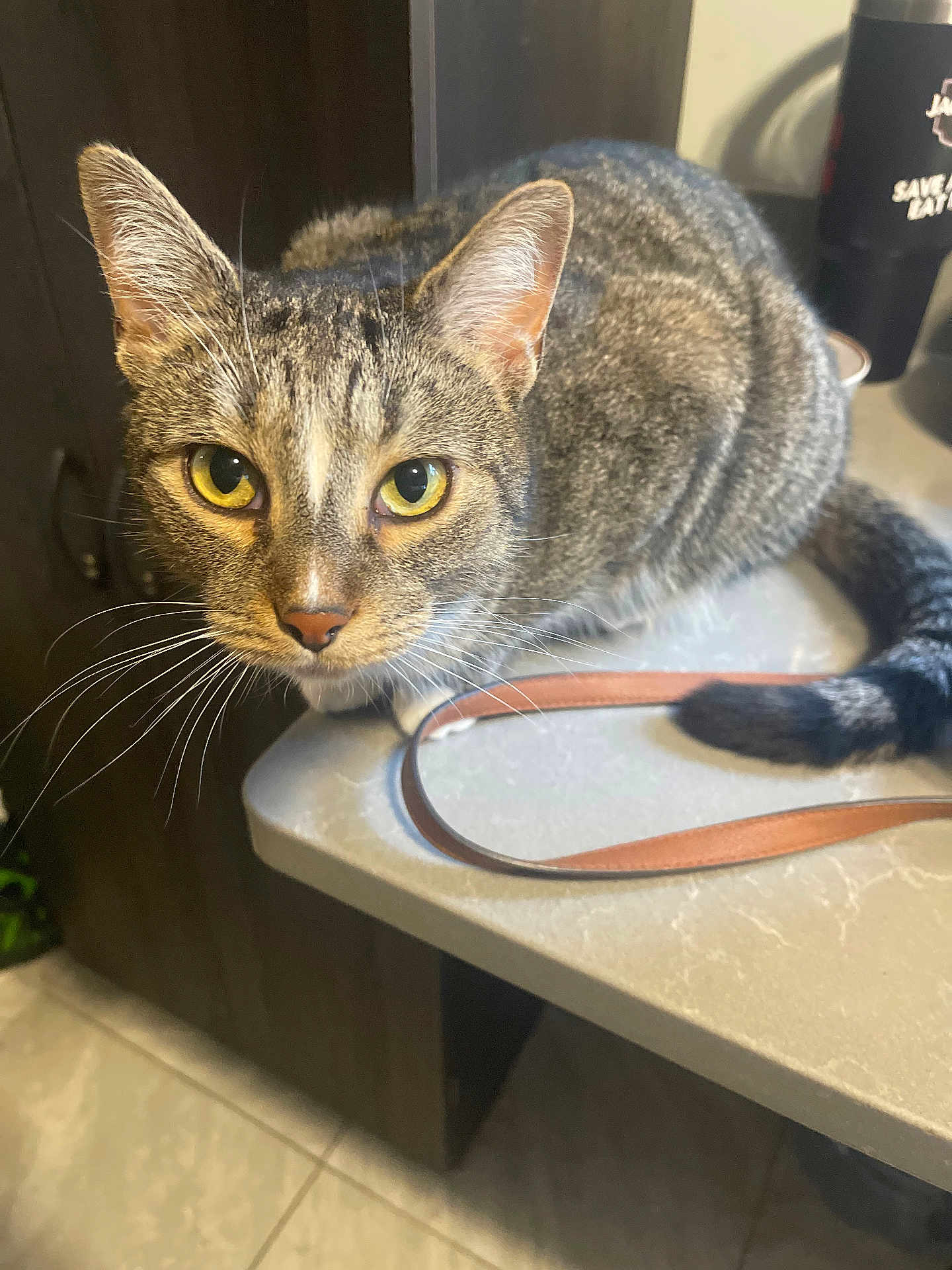 Atlas is registered to the contest to win money with this photo: cat, tabby_cat, yellow_eyes, whiskers, kitchen, countertop, brown_strap, indoor, pet, feline, fur, curious, animal, close_up, domestic_cat, looking_at_camera, ears, tail, floor, cabinet