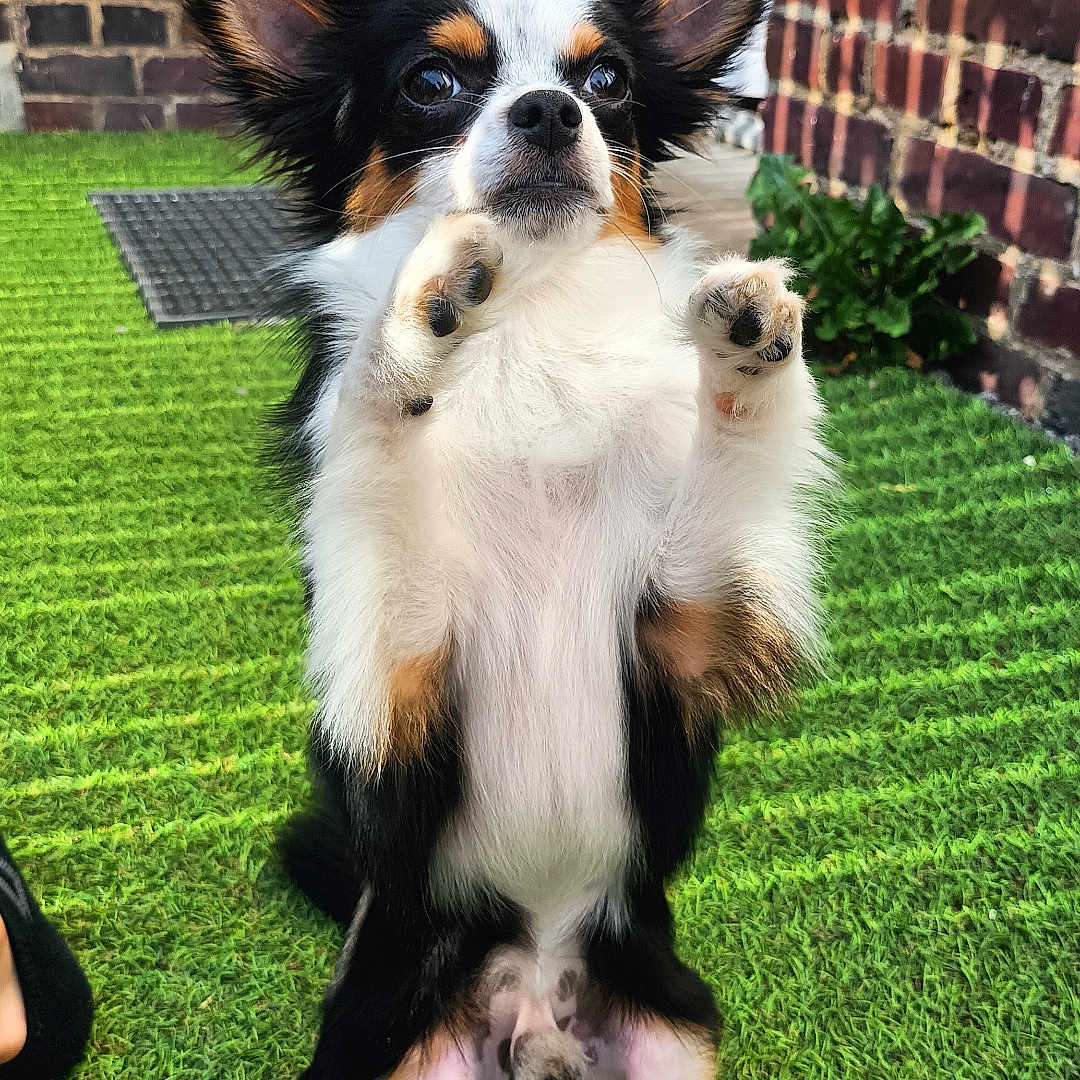 Tito
