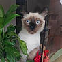 Pouille participe au concours pour gagner de l'argent avec cette photo : cat, siamese, plant, greenery, window, reflection, indoor, pet, feline, curious, blue_eyes, blurred, leaf, decor, red_ball, houseplant, closeup, animal, domestic, face
