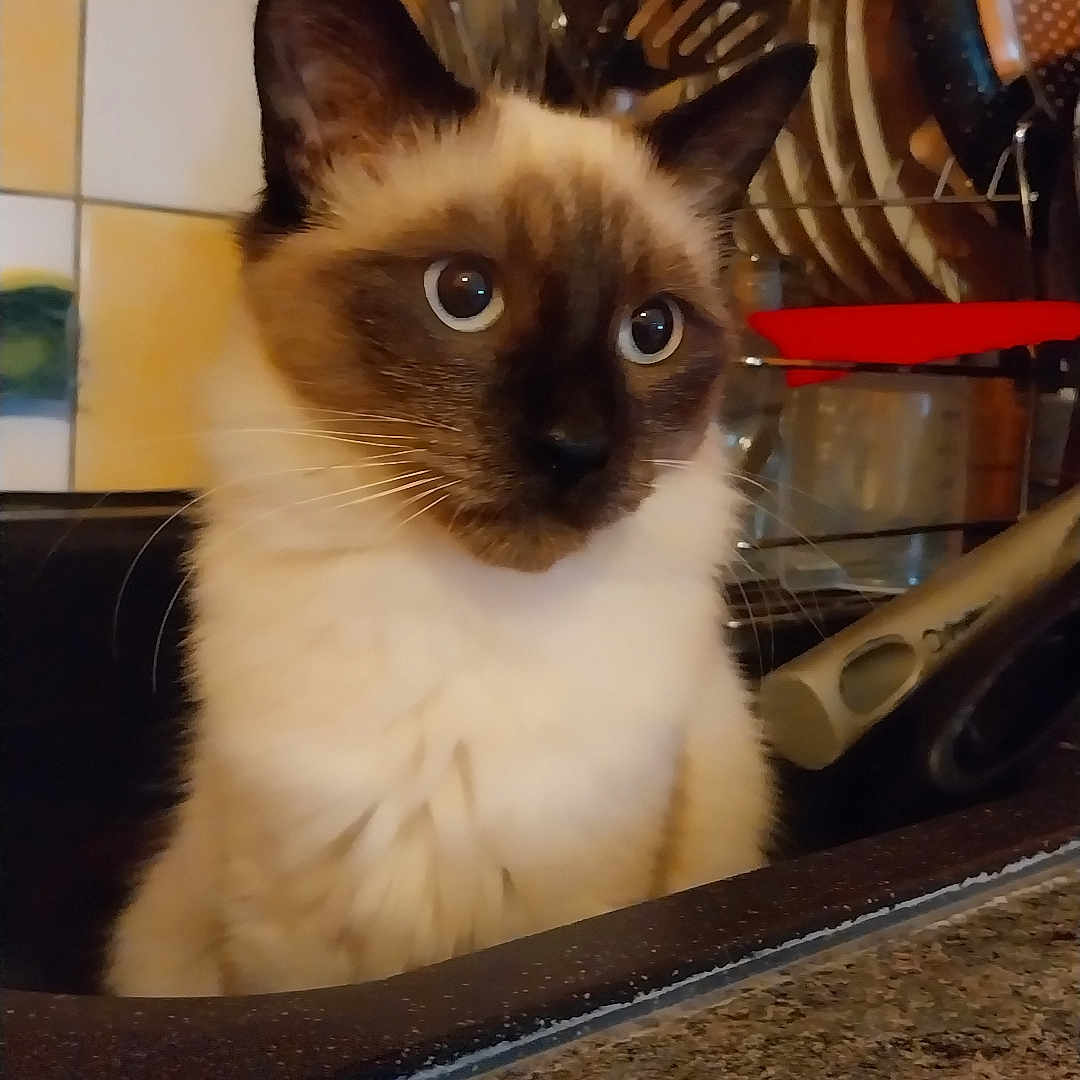 Pouille a rejoint le concours — aidez-le/la à gagner de superbes lots ! animal, brown, cat, closeup, countertop, curious, dishes, domestic, ears, feline, indoor, kitchen, pan, pet, portrait, siamese_cat, sink, utensils, whisk, white