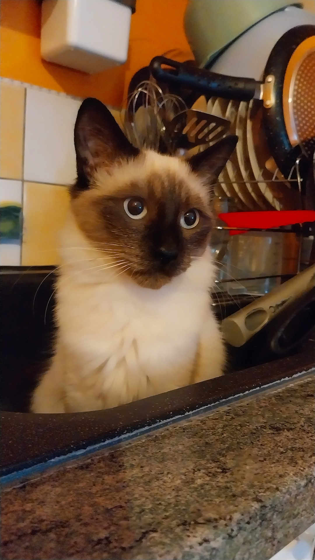 Pouille a rejoint le concours — aidez-le/la à gagner de superbes lots ! cat, siamese_cat, kitchen, sink, utensils, dishes, countertop, whisk, pan, domestic, pet, indoor, curious, animal, feline, closeup, portrait, brown, white, ears