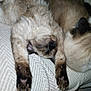 cat, siamese_cat, sleeping, stretching, pet, animal, feline, fur, whiskers, paw, cozy, blanket, texture, indoor, resting, cute, companion, two_cats, relaxation, soft