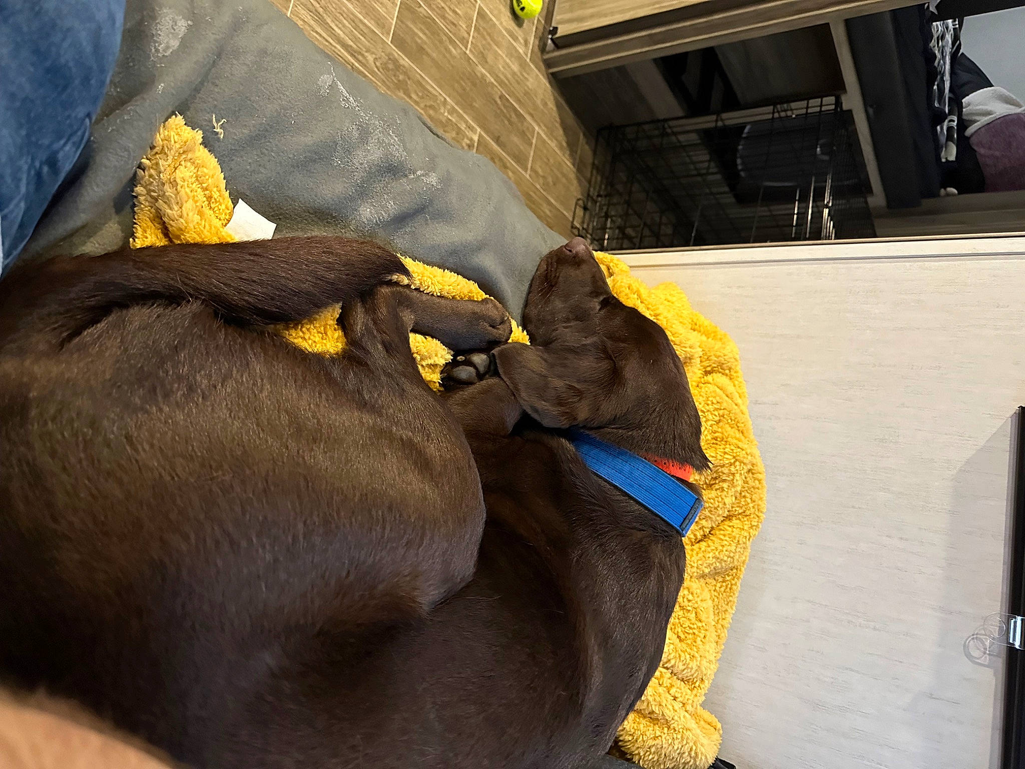 Rip is registered to the contest to win money with this photo: carnivore, comfort, companion_dog, dog, dog_breed, electric_blue, fashion_accessory, fur, gesture, guard_dog, linens, liver, nail, non_sporting_group, paw, snout, terrestrial_animal, travel, working_animal, wrist