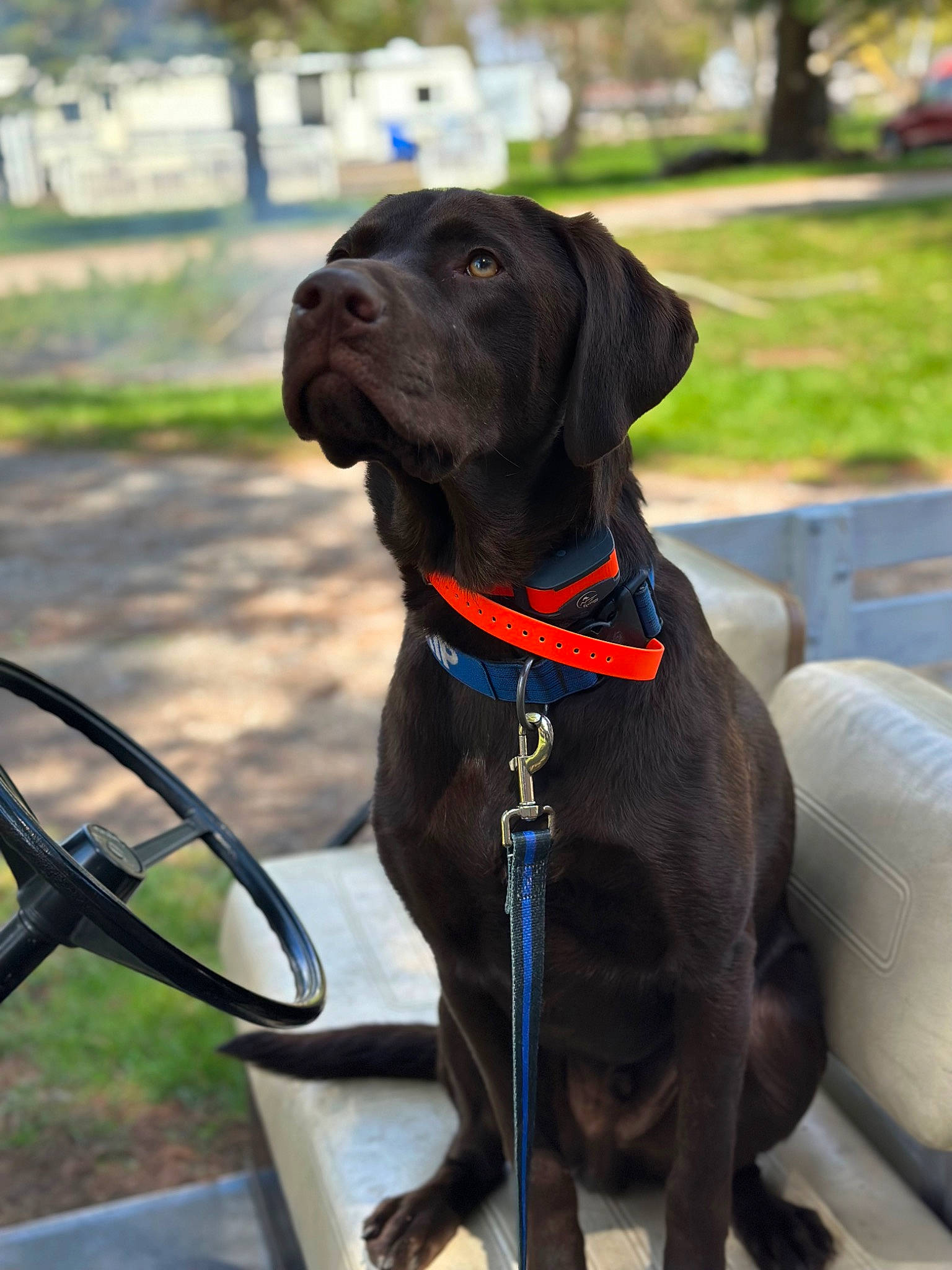 Rip joined the competition — help win amazing prizes! borador, canidae, carnivore, collar, companion_dog, dog, dog_breed, dog_collar, fashion_accessory, fawn, gun_dog, leash, liver, pet_supply, plant, snout, sporting_group, tree, windshield, working_animal