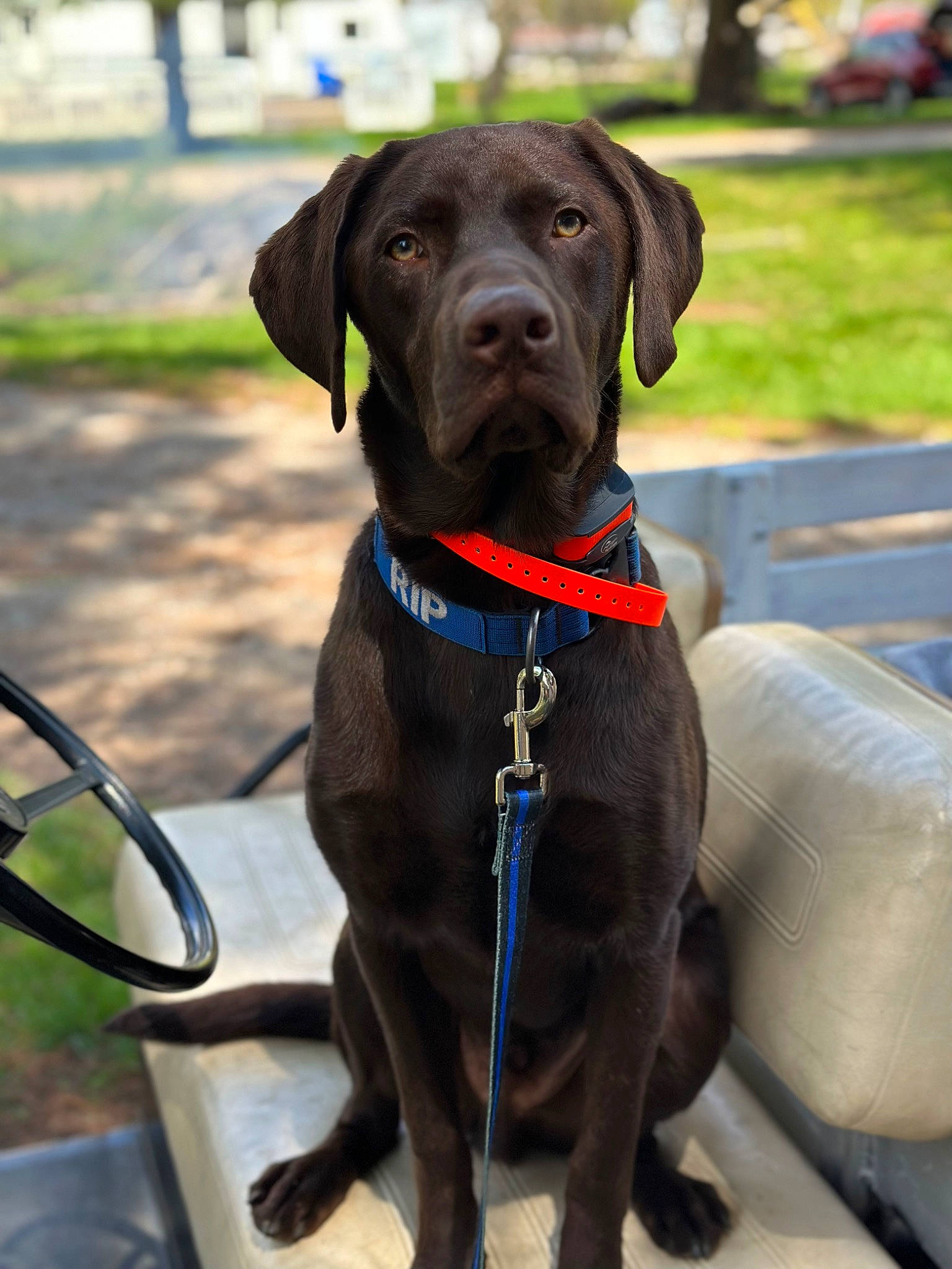 Rip is registered to the contest to win money with this photo: automotive_mirror, borador, carnivore, collar, companion_dog, dog, dog_breed, dog_collar, dog_supply, fashion_accessory, fawn, gun_dog, leash, liver, pet_supply, plant, snout, sporting_group, windshield, working_animal