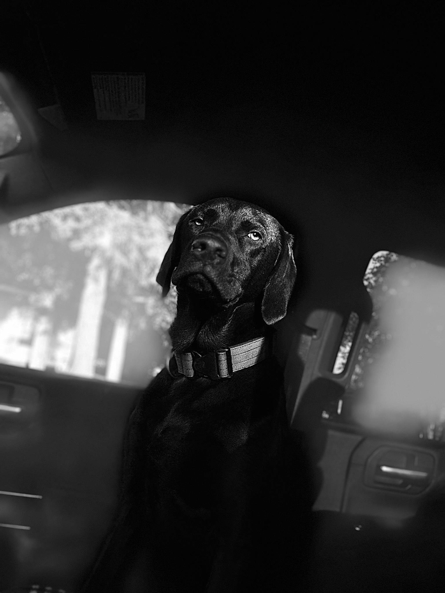 Rip joined the competition — help win amazing prizes! audio_equipment, automotive_design, automotive_lighting, black_and_white, canidae, carnivore, companion_dog, darkness, dog, dog_breed, flash_photography, fur, monochrome, monochrome_photography, snout, sporting_group, style, tints_and_shades, vehicle_door, windshield