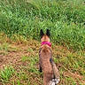 Arya a rejoint le concours — aidez-le/la à gagner de superbes lots ! dog, animal, field, grass, horse, outdoor, nature, collar, canine, grazing, greenery, rural, pasture, sky, trees, curious, standing, pets, mammal, daytime