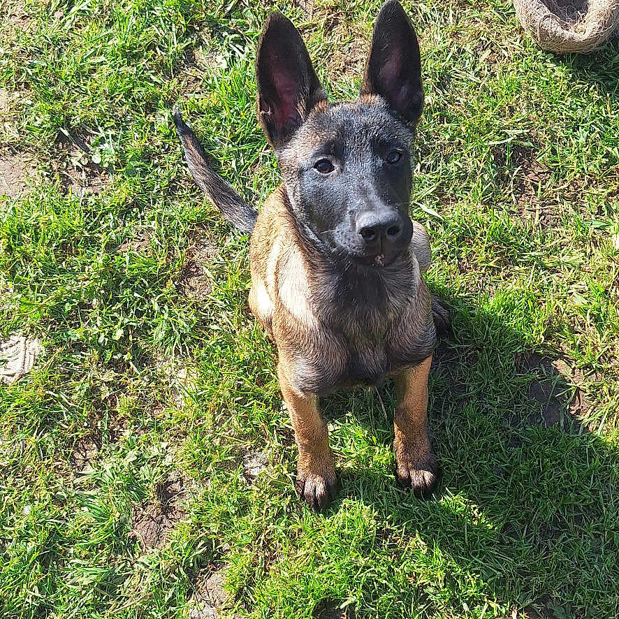 Arya