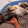 dog, pet_bed, sleeping, resting, animal, canine, indoor, cozy, relaxed, human_hand, gray_bedding, blue_bed, fur, ears, paw, comfort, domestic, side_view, lying_down, rest