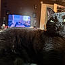 black_cat, cat, indoor, pet, animal, feline, green_eyes, fur, whiskers, close_up, relaxed, domestic, living_room, television, furniture, soft_light, curious, household, background_blur, cozy