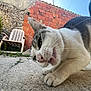 cat, close_up, curious, outdoor, patio, concrete, brick_wall, plastic_chair, greenery, daylight, whiskers, paws, tail, blue_sky, animal, pet, nature, feline, playful, backyard