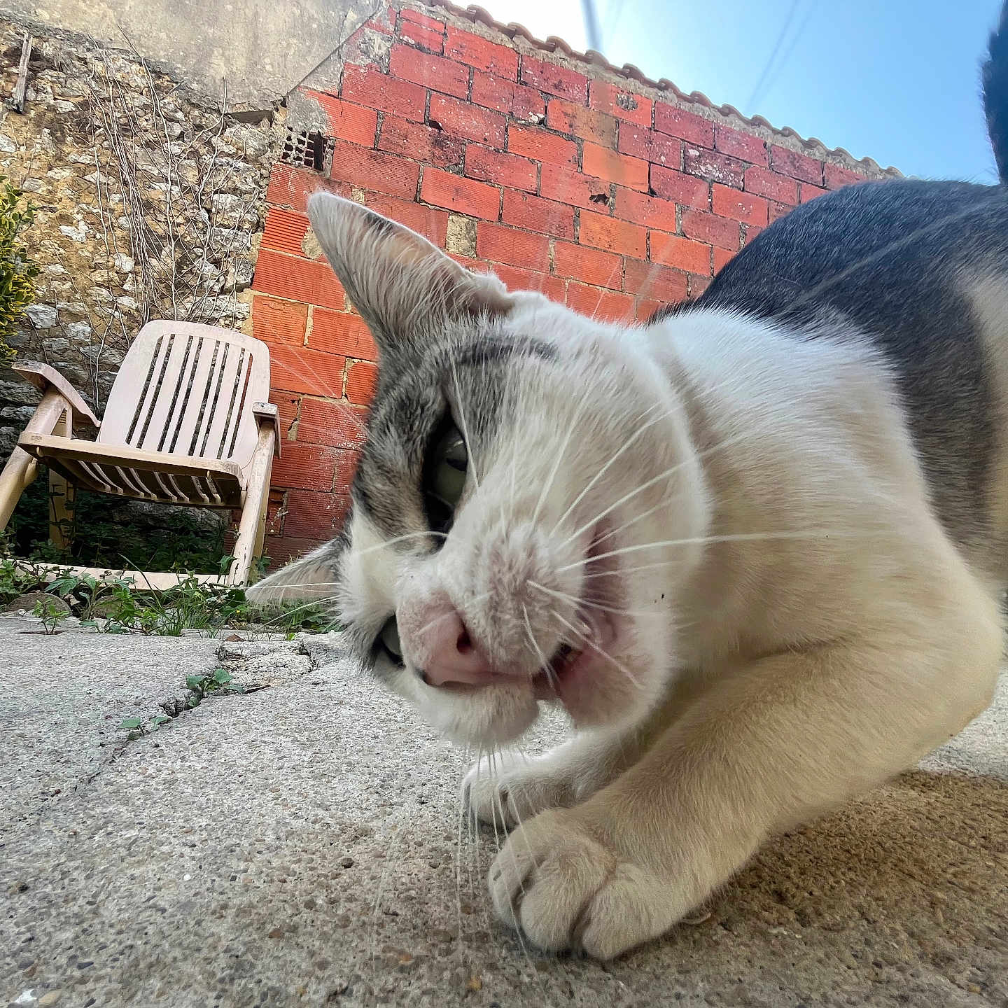 Rukia a rejoint le concours — aidez-le/la à gagner de superbes lots ! animal, backyard, blue_sky, brick_wall, cat, close_up, concrete, curious, daylight, feline, greenery, nature, outdoor, patio, paws, pet, plastic_chair, playful, tail, whiskers