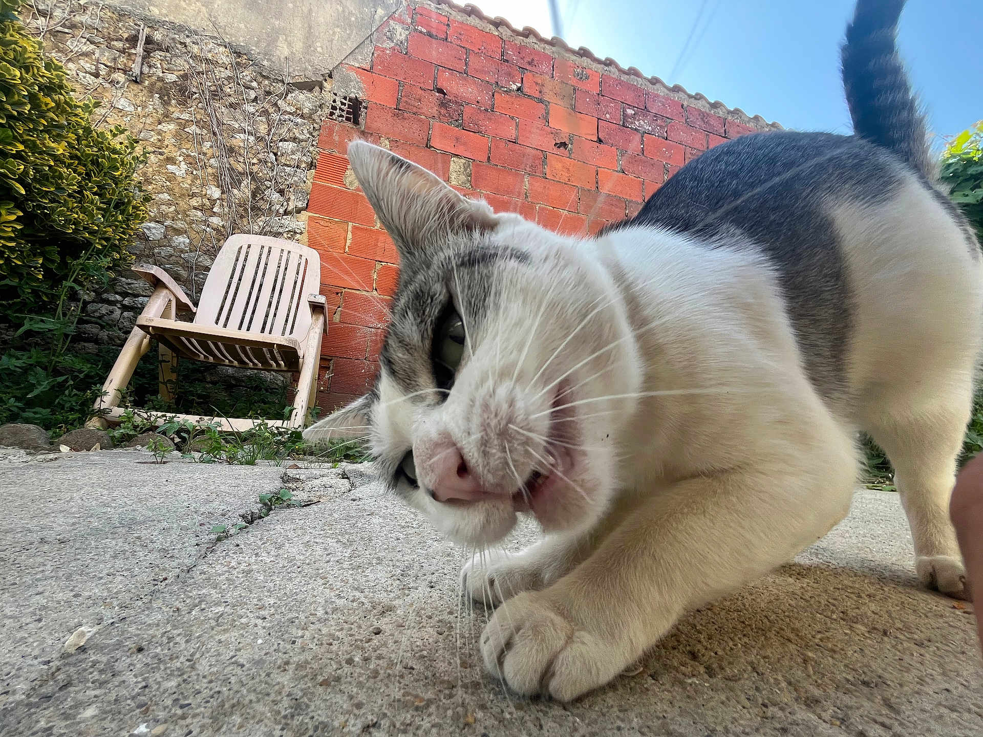 Rukia a rejoint le concours — aidez-le/la à gagner de superbes lots ! cat, close_up, curious, outdoor, patio, concrete, brick_wall, plastic_chair, greenery, daylight, whiskers, paws, tail, blue_sky, animal, pet, nature, feline, playful, backyard