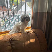 Archie joined the competition — help win amazing prizes! dog, curly_fur, small_dog, brown_couch, window, sunlight, indoor, blinds, metal_bars, urban, pet, furniture, curtains, daylight, cozy, leather, house, window_sill, shadow, animal