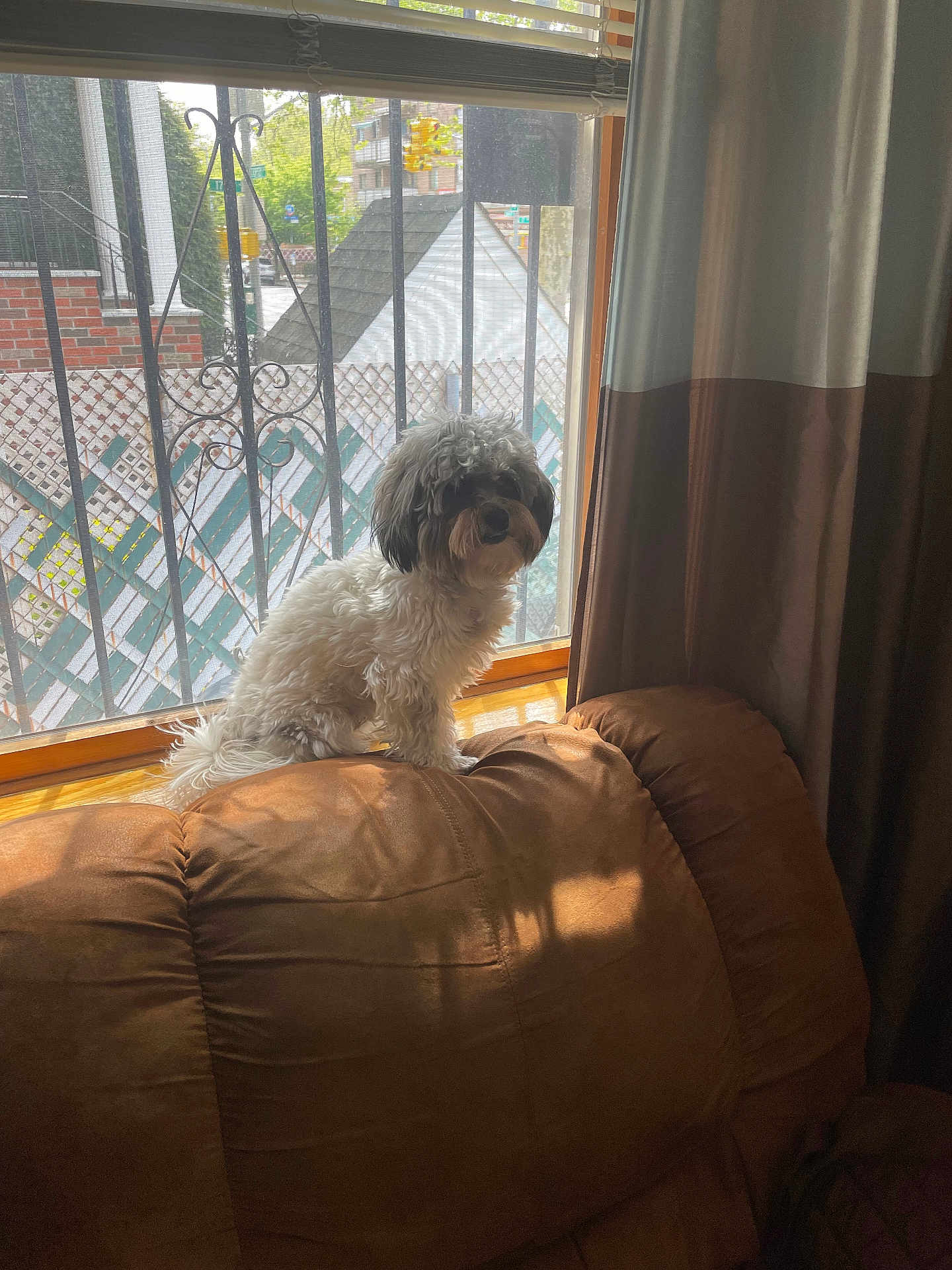 Archie joined the competition — help win amazing prizes! dog, curly_fur, small_dog, brown_couch, window, sunlight, indoor, blinds, metal_bars, urban, pet, furniture, curtains, daylight, cozy, leather, house, window_sill, shadow, animal