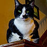 animal, black_and_white, calm, cat, close_up, domestic_cat, ears, feline, fur, furniture, green_eyes, home_interior, indoor, looking_at_camera, pet, portrait, sitting, stairs, whiskers, wooden_banister
