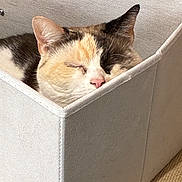 Sugaerplum is registered to the contest to win money with this photo: cat, calico_cat, sleeping, storage_bin, white, fabric, cozy, pet, indoor, relaxing, soft_lighting, close_up, feline, resting, head, ears, pink_nose, home, cute, comfortable