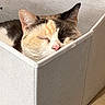 cat, calico_cat, sleeping, storage_bin, white, fabric, cozy, pet, indoor, relaxing, soft_lighting, close_up, feline, resting, head, ears, pink_nose, home, cute, comfortable