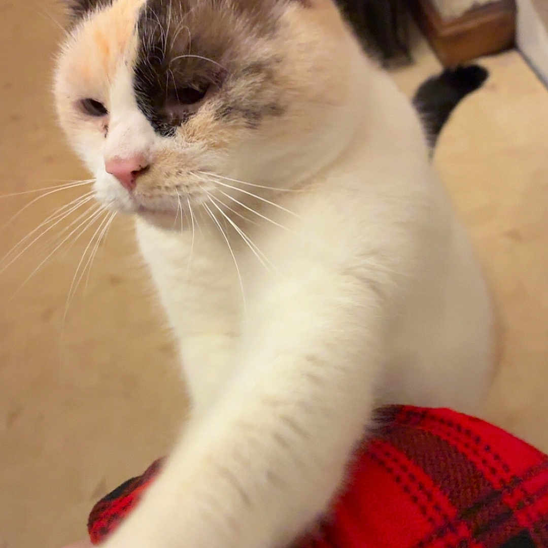 Sugaerplum joined the competition — help win amazing prizes! cat, calico, indoor, pet, paw, fur, animal, whiskers, close_up, feline, reaching, relaxed, floor, furniture, tail, ears, pink_nose, cute, domestic, mammal