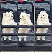 Lilly is registered to the contest to win money with this photo: dog, small_dog, fluffy, white_fur, long_hair, cute, portrait, triptych, collage, truck, pickup_truck, vehicle, tailgate, outdoor, stone_wall, lantern, cloudy_sky, standing, pet, adorable